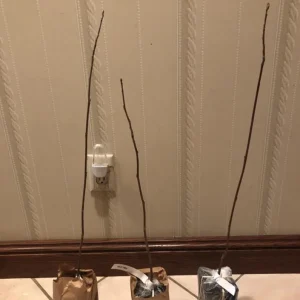 Tulip Tree Live Plant – 6-12 Inches Tall – Quart Pot – Fast Growing Outdoor Tree - Image 8