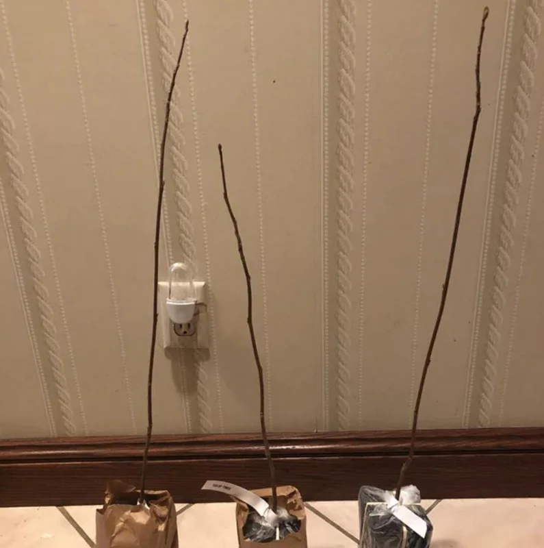 Tulip Tree Live Plant – 6-12 Inches Tall – Quart Pot – Fast Growing Outdoor Tree - Image 8