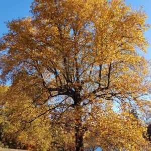 Tulip Tree Live Plant – 6-12 Inches Tall – Quart Pot – Fast Growing Outdoor Tree - Image 9