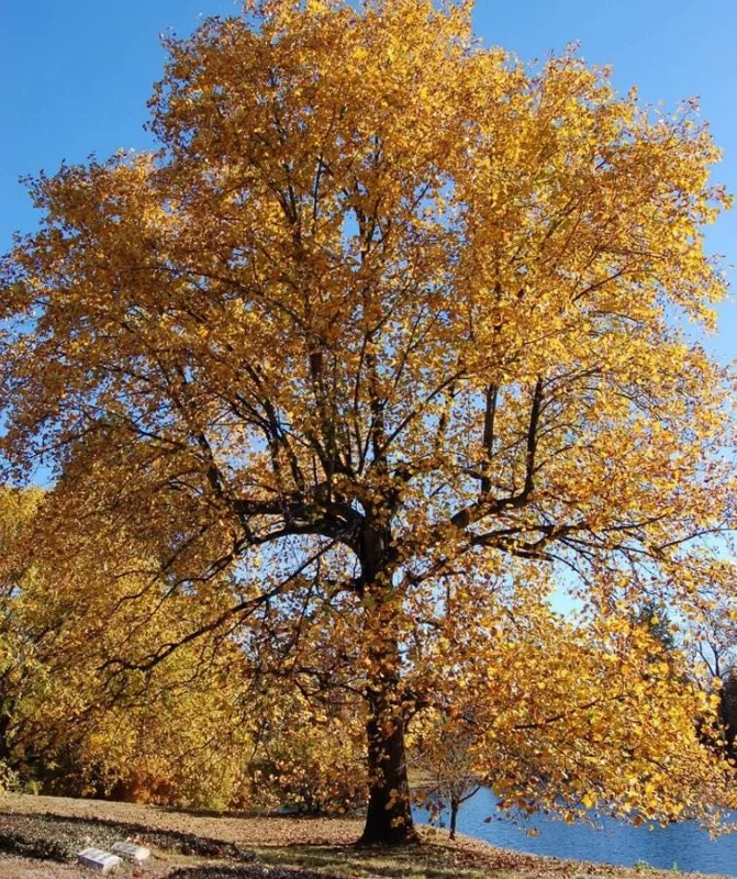 Tulip Tree Live Plant – 6-12 Inches Tall – Quart Pot – Fast Growing Outdoor Tree - Image 9