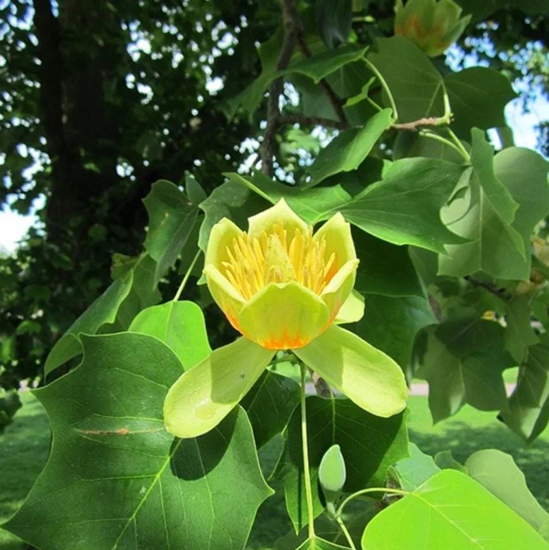 Tulip Tree Live Plant – 6-12 Inches Tall – Quart Pot – Fast Growing Outdoor Tree - Image 1
