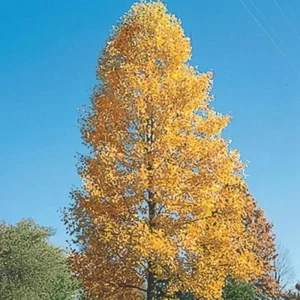Tulip Tree Live Plant – Liriodendron Tulipifera – Up to 2 ft Tall – Bare Root – Outdoor - Image 4