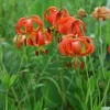 Turk's Cap Lily Bulbs - Lilium Superbum - Vibrant Orange Flowers - USDA Zones 5-8 - Image 1