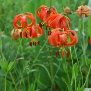 Turk's Cap Lily Bulbs - Lilium Superbum - Vibrant Orange Flowers - USDA Zones 5-8 - Image 1