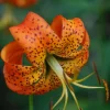 Turk's Cap Lily (Lilium superbum) Bare Root Plant – Large #1 Size – Outdoor Perennial - Image 1
