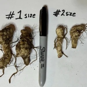 Turk's Cap Lily (Lilium superbum) Bare Root Plant – Large #1 Size – Outdoor Perennial - Image 2