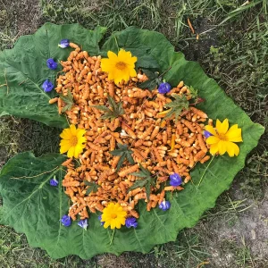 Turmeric Plant Live - 2 inch Plugs - Curcuma longa - Culinary Herb - Image 6