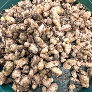 Turmeric Rhizomes for Planting - Easy to Grow Spice Plant - Image 5