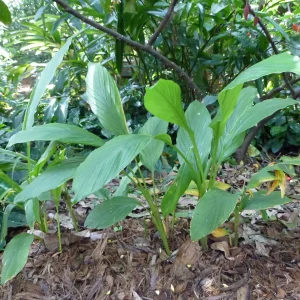 Turmeric Root 1/2 Pound - Fresh Culinary Spice Rhizome - Image 2