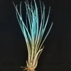 Turquoise Juncea Air Plant Tillandsia Live Plant | 4-7 inch Terrarium Decor - Image 1