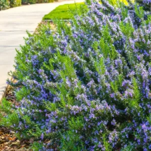 Tuscan Blue Rosemary Live Plants - 6 Starter Plants, 5-8" Tall - Culinary & Ornamental Herb - Image 1