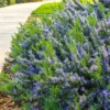 Tuscan Blue Rosemary Live Plants - 6 Starter Plants, 5-8" Tall - Culinary & Ornamental Herb - Image 1