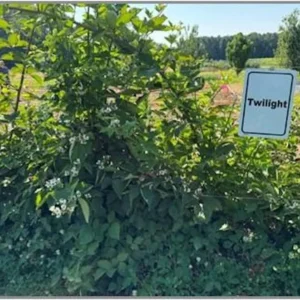 Twilight Blackberry Live Plant - 5 Thornless Rubus Starter Plug for Zones 4-9 - Image 3