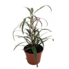Twilight Orchid Live Plant – Pseuderanthemum Sinuatum – 2.5 inch Pot – Easy Houseplant - Image 1