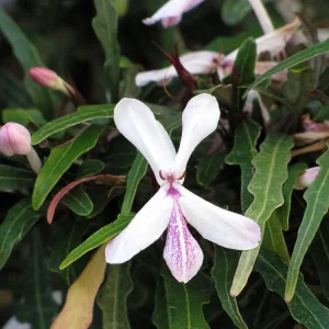 Twilight Orchid Live Plant – Pseuderanthemum Sinuatum – 2.5 inch Pot – Easy Houseplant - Image 2