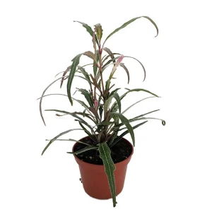 Twilight Orchid Live Plant – Pseuderanthemum Sinuatum – 2.5 inch Pot – Easy Houseplant - Image 1