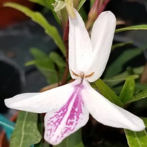 Twilight Orchid Live Plant – Pseuderanthemum Sinuatum – 2.5 inch Pot – Easy Houseplant - Image 4