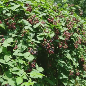 Twilight Thornless Blackberry Plant – 10 Starter Plugs – Live Rubus Fruit Bush - Image 6