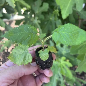 Twilight Thornless Blackberry Plant – 10 Starter Plugs – Live Rubus Fruit Bush - Image 8