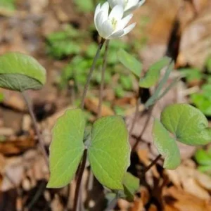 Twinleaf Bare-roots - Jeffersonia diphylla Early Spring Wildflower - Image 2