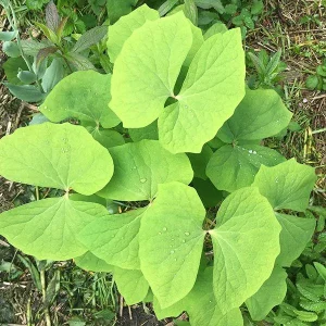 Twinleaf Bare-roots - Jeffersonia diphylla Early Spring Wildflower - Image 5