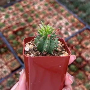 Twisted Euphorbia Cactus Live Plant - Rare Spiral Succulent in 2-4 inch Pot - Image 10