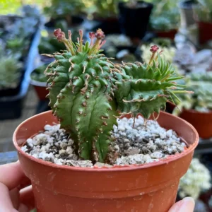 Twisted Euphorbia Cactus Live Plant - Rare Spiral Succulent in 2-4 inch Pot - Image 1