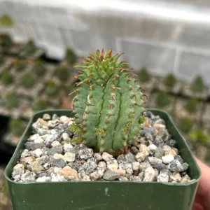 Twisted Euphorbia Cactus Live Plant - Rare Spiral Succulent in 2-4 inch Pot - Image 4