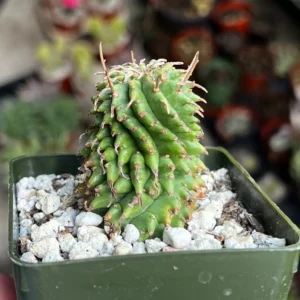 Twisted Euphorbia Cactus Live Plant - Rare Spiral Succulent in 2-4 inch Pot - Image 5