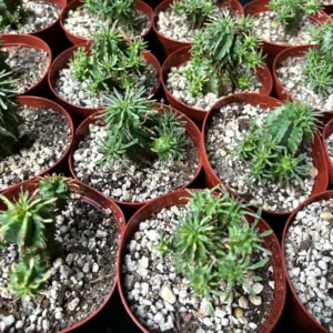 Twisted Euphorbia Cactus Live Plant - Rare Spiral Succulent in 2-4 inch Pot - Image 8