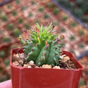 Twisted Euphorbia Cactus Live Plant - Rare Spiral Succulent in 2-4 inch Pot - Image 9