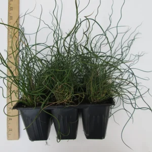 Twister Corkscrew Rush (Juncus effusus) Live Plant, Potted Ornamental Aquatic Grass, 12-20 in Tall - Image 1