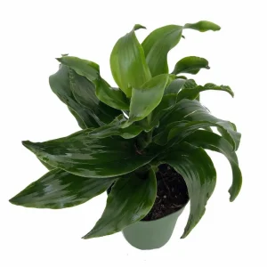 Twister Dragon Tree - Dracaena fragrans Live Plant – 6 inch Pot – Indoor - Image 2