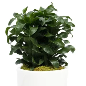 Twister Dragon Tree - Dracaena fragrans Live Plant – 6 inch Pot – Indoor - Image 3
