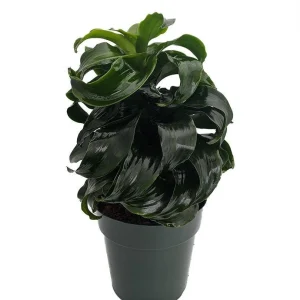 Twister Dragon Tree - Dracaena fragrans Live Plant – 6 inch Pot – Indoor - Image 1