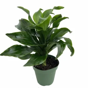 Twister Dragon Tree - Dracaena fragrans Live Plant – 6 inch Pot – Indoor - Image 4