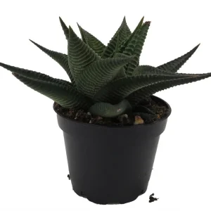 Twister Haworthia Limifolia Succulent Live Plant – 2.5