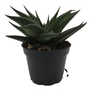 Twister Haworthia Limifolia Succulent Live Plant – 2.5