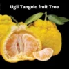 Ugli Tangelo Tree Live Plant - Grafted, 3ft Tall - Fragrant Citrus Fruit - Image 1