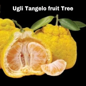 Ugli Tangelo Tree Live Plant - Grafted, 3ft Tall - Fragrant Citrus Fruit - Image 2