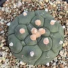 Unique Hexagonal Pattern Cactus Live Plant – Rare Succulent – 2 Inch Diameter – Indoor - Image 1