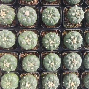 Unique Hexagonal Pattern Cactus Live Plant – Rare Succulent – 2 Inch Diameter – Indoor - Image 2