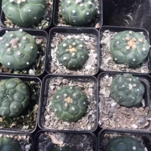 Unique Hexagonal Pattern Cactus Live Plant – Rare Succulent – 2 Inch Diameter – Indoor - Image 4