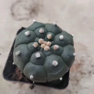 Unique Hexagonal Pattern Cactus Live Plant – Rare Succulent – 2 Inch Diameter – Indoor - Image 5