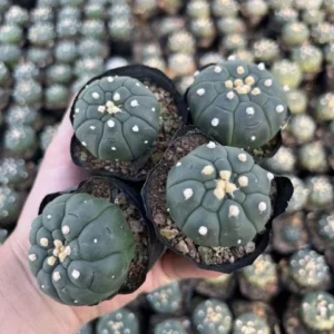 Unique Hexagonal Pattern Cactus Live Plant – Rare Succulent – 2 Inch Diameter – Indoor - Image 6