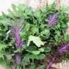 Ursa Kale Seeds – Nutrient-Packed Magenta Stem Kale Seeds – 100+ Seeds – Indoor/Outdoor - Image 1