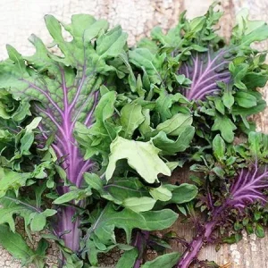 Ursa Kale Seeds – Nutrient-Packed Magenta Stem Kale Seeds – 100+ Seeds – Indoor/Outdoor - Image 1