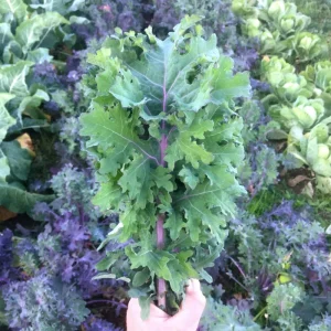 Ursa Kale Seeds - Nutrient-Packed Magenta Stem Kale for Growing Plants - 100+ Seeds - Image 2