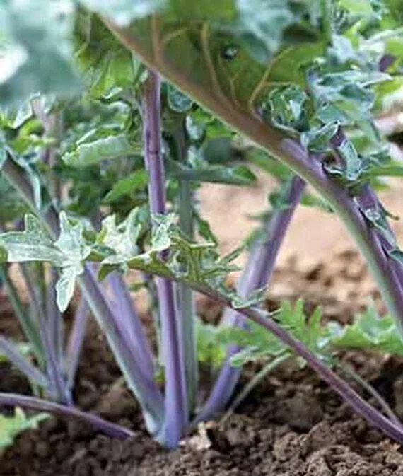 Ursa Kale Seeds - Nutrient-Packed Magenta Stem Kale for Growing Plants - 100+ Seeds - Image 3