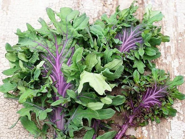 Ursa Kale Seeds - Nutrient-Packed Magenta Stem Kale for Growing Plants - 100+ Seeds - Image 1